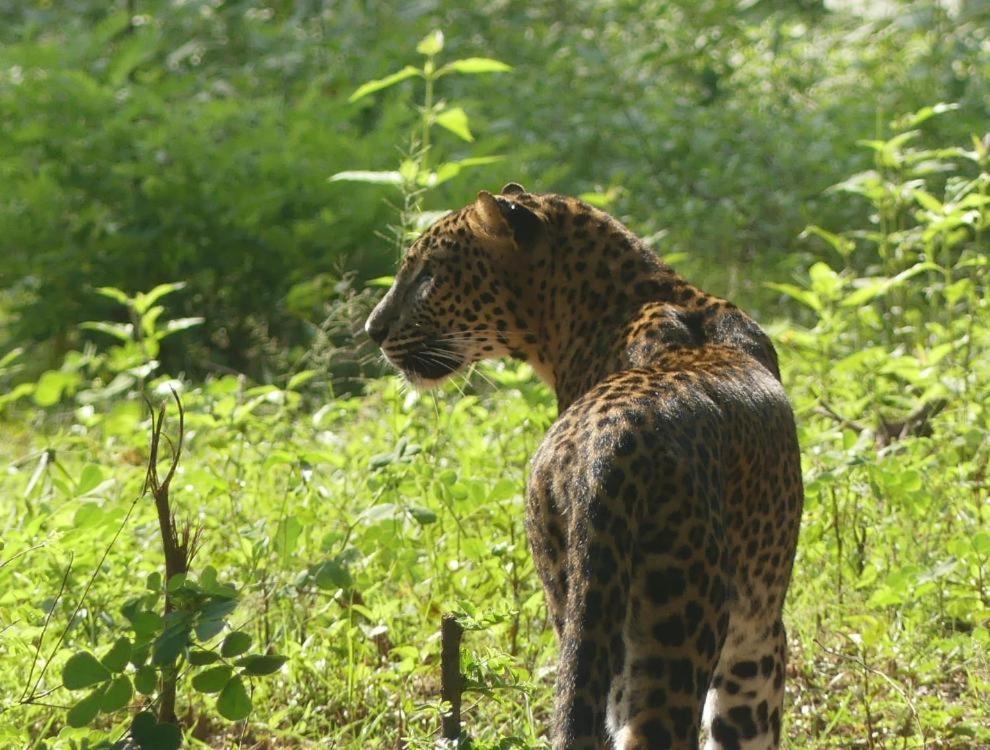Viveka Inn Guest And Yala Safari Tissamaharama Exteriér fotografie