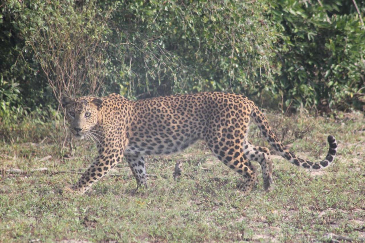 Viveka Inn Guest And Yala Safari Tissamaharama Exteriér fotografie