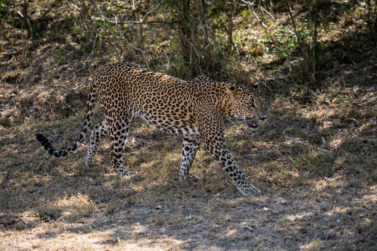 Viveka Inn Guest And Yala Safari Tissamaharama Exteriér fotografie